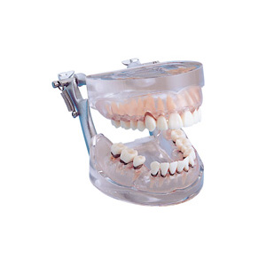 Modello parodontale per dimostrazioni, base trasparente
