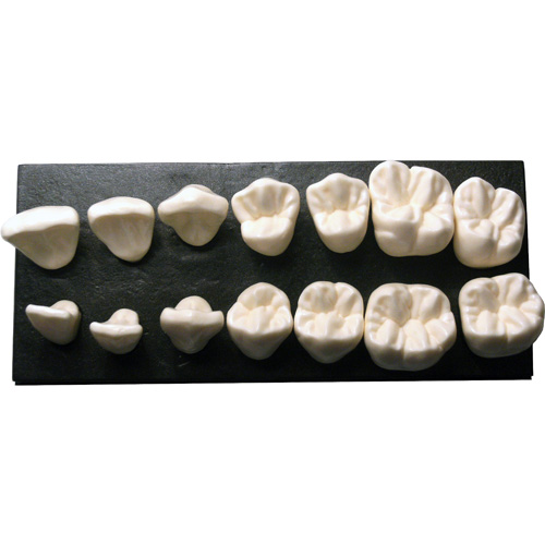 Denti anatomici in resina 10 x