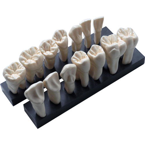 Corone dentarie anatomiche 5 x