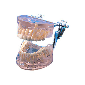 Modello evoluzione dentaria